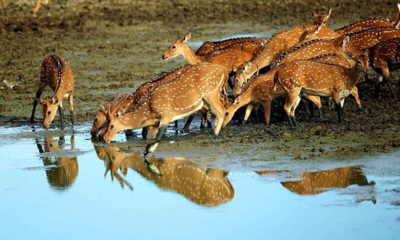 From Negombo: 2-Day Tour to Ella with Safari at Yala Park - The Sum Up