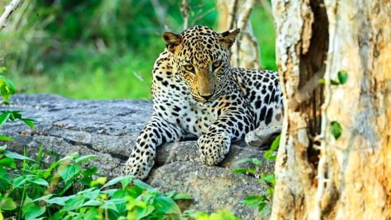 From Negombo: 2-Day Tour to Ella with Safari at Yala Park - FAQ