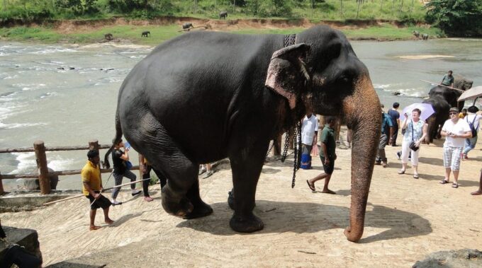 From Negombo: Kandy Transfer With Elephant Orphanage Visit - Exploring Herbal Garden