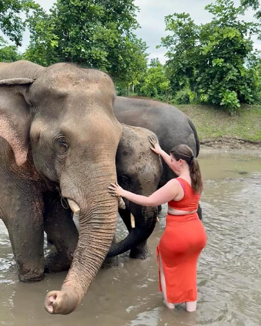 From New Delhi: Elephant SOS & Taj Mahal Sunrise Tour - Highlights and Experiences
