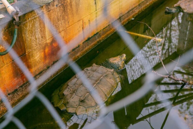 From New Orleans: Swamp Airboat, 2 Plantation Tours & Lunch - FAQ