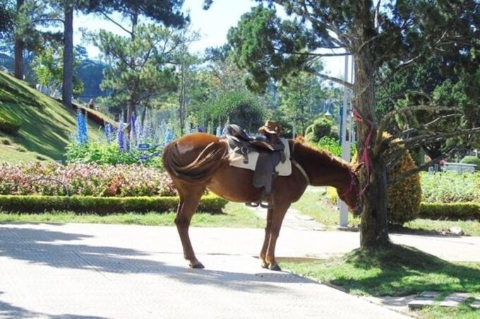 From Nha Trang: Day Trip to Dalat With Lunch - Frequently Asked Questions