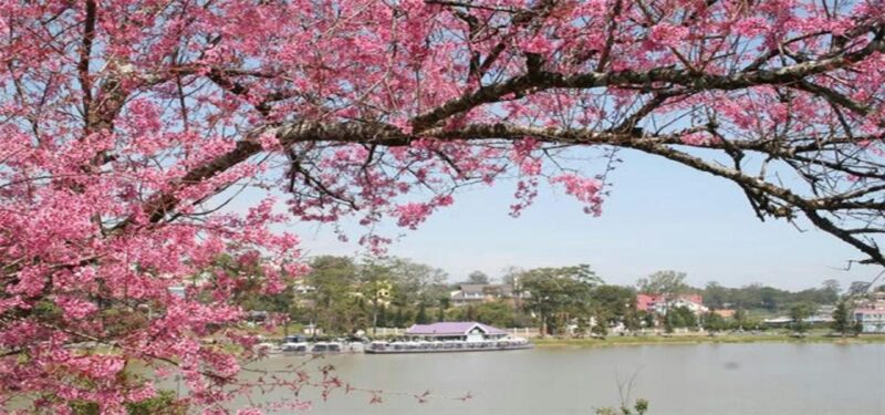 From Nha Trang: Top Site Luxury Da Lat City Trip - Key Points