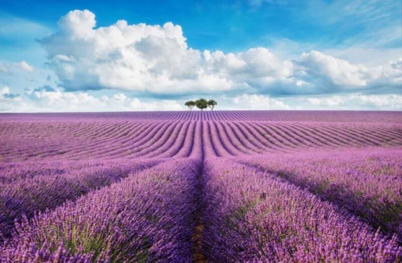 From Nice: Lavender Fields & Verdon Gorge Guided Day Tour - Itinerary Details