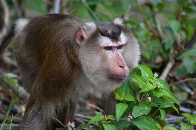From Ninh Binh Small Group Discover Cuc Phuong National Park - Tips for a Memorable Experience