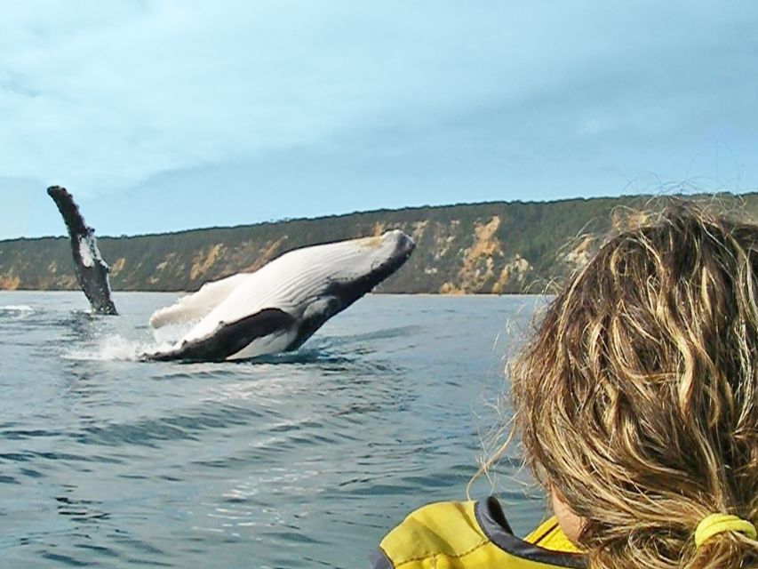 From Noosa: Dolphin Sea Kayaking and Beach 4X4 Tour - Key Points