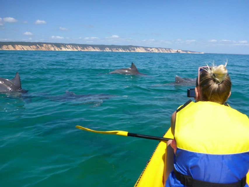 From Noosa: Dolphin Sea Kayaking and Beach 4X4 Tour - Tour Features