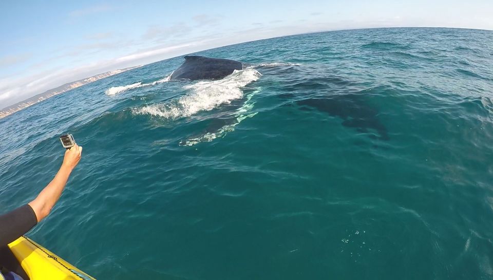 From Noosa: Dolphin Sea Kayaking and Beach 4X4 Tour - Customer Reviews