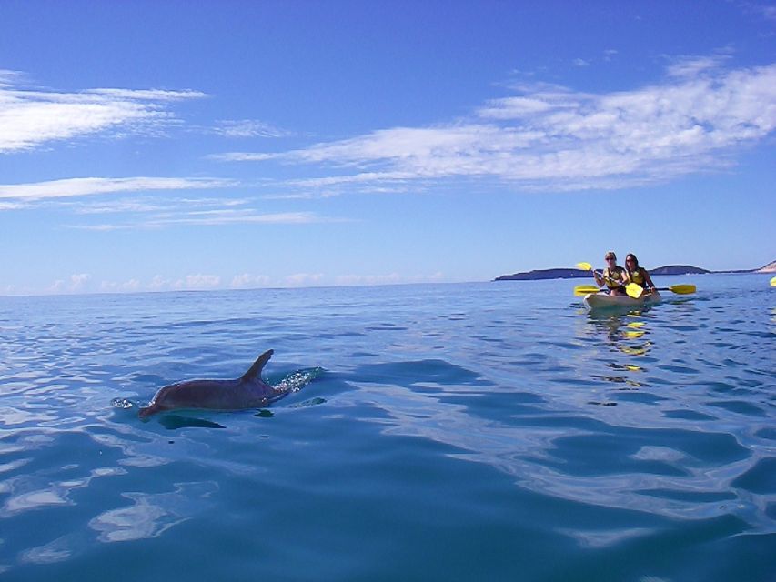 From Noosa: Dolphin Sea Kayaking and Beach 4X4 Tour - Directions and Recommendations