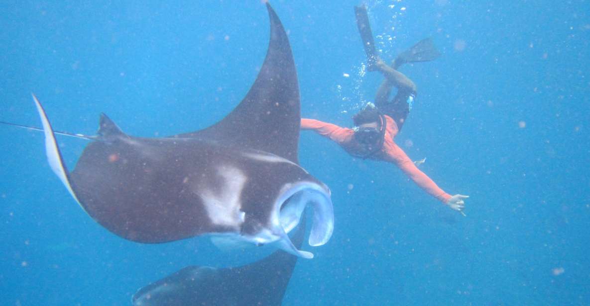 From Nusa Penida: 3 Spots Snorkeling Tour With Manta Rays - Inclusions
