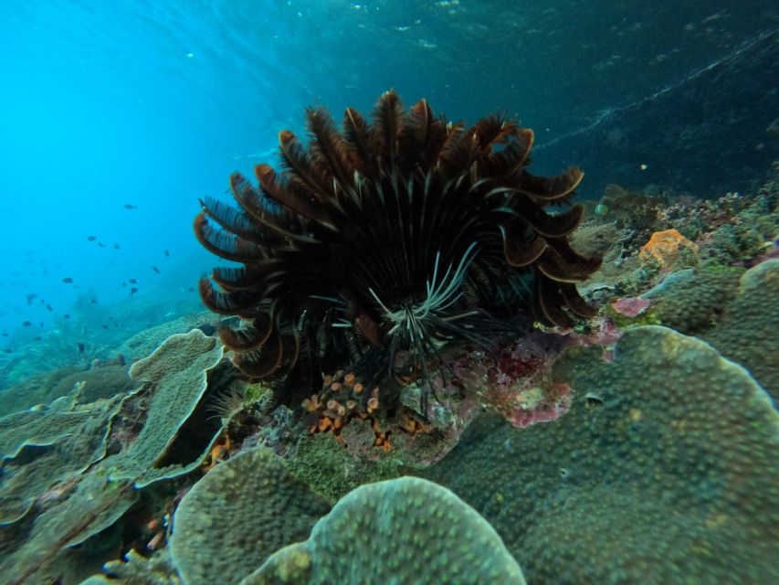 From Nusa Penida: 3 Spots Snorkeling Tour With Manta Rays - Mangrove Tour