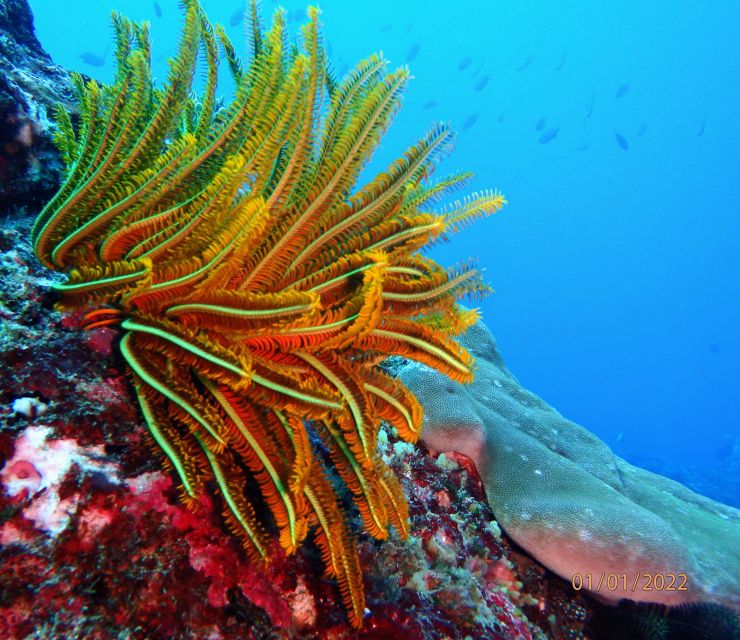 From Nusa Penida: 3 Spots Snorkeling Tour With Manta Rays - Frequently Asked Questions