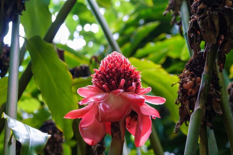 From Oahu: Kauai Waimea Canyon and Koke'e Adventure Tour - What We Love About the Experience