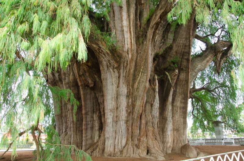 From Oaxaca: City, Mitla, and Mezcal Factory Tour - Who Should Consider This Tour?