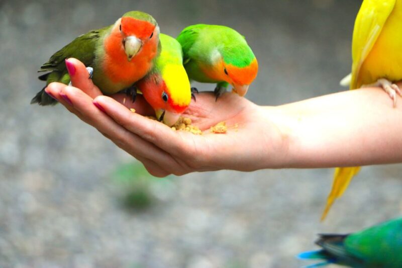 From Ocho Rios: Yaaman Adventure Park ATV Tour with Lunch - Key Points