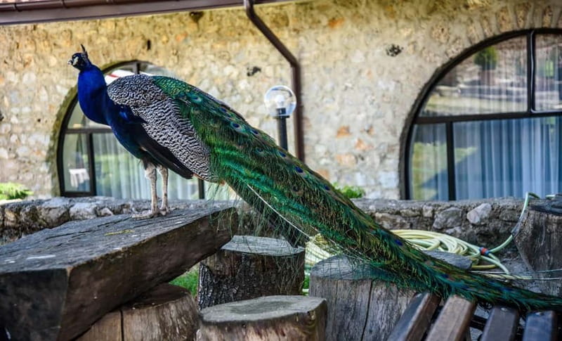 From Ohrid: Full day Boat Trip to the Monastery of St. Naum - FAQs