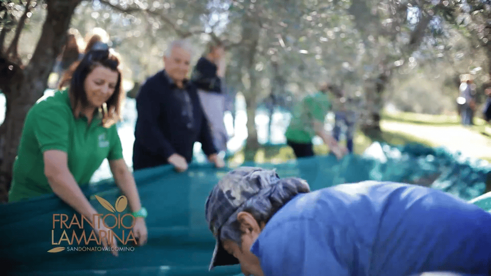 From Olive to Oil - Harvesting and Visit to Oil Mill With Tasting - Experience Overview