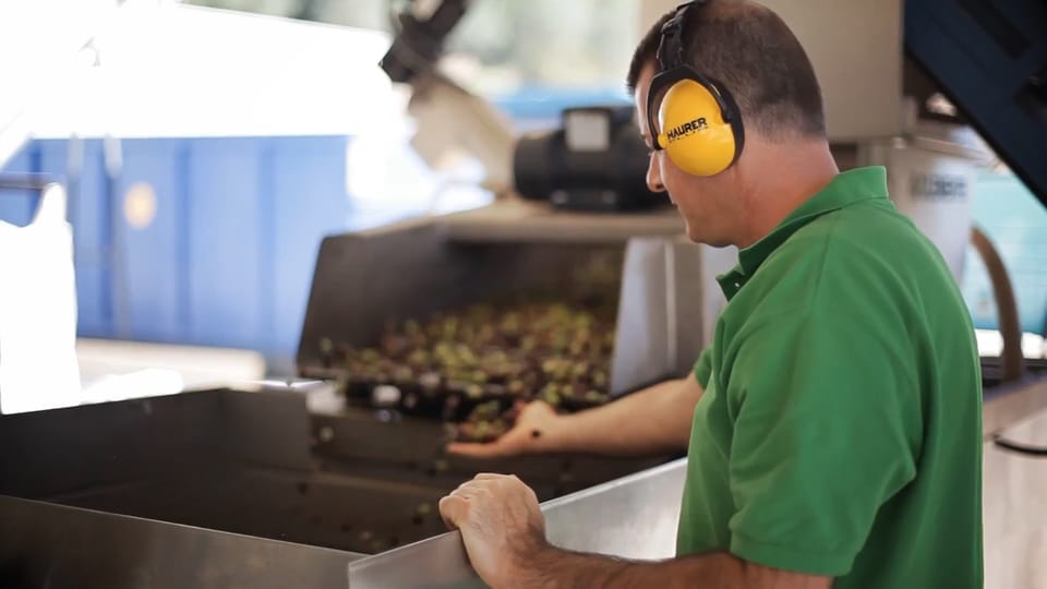 From Olive to Oil - Harvesting and Visit to Oil Mill With Tasting - History of the Marina Olive