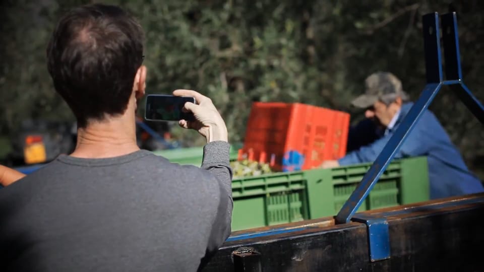 From Olive to Oil - Harvesting and Visit to Oil Mill With Tasting - Olive Harvesting Tradition