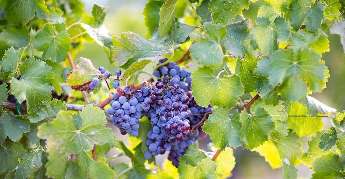 From Orosei: Archaeology, Wine Tasting & Landscapes Tour - Itinerary Highlights