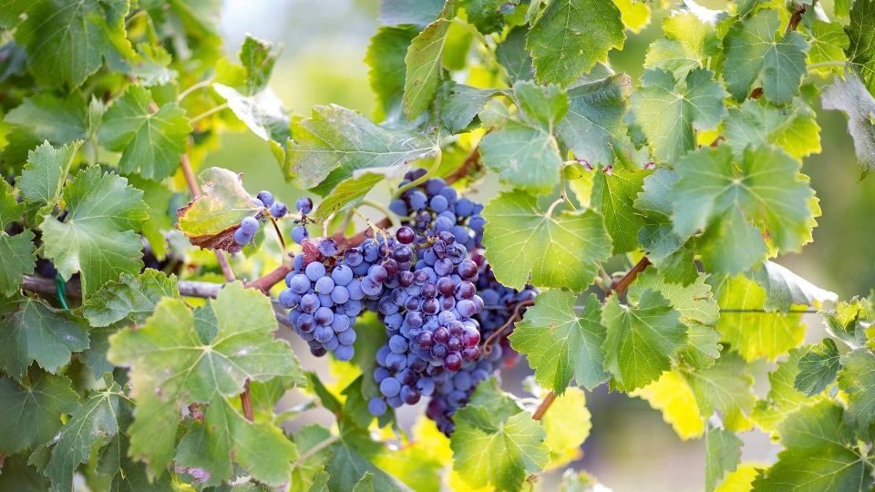 From Orosei: Archaeology, Wine Tasting & Landscapes Tour - Su Barone Nature Reserve