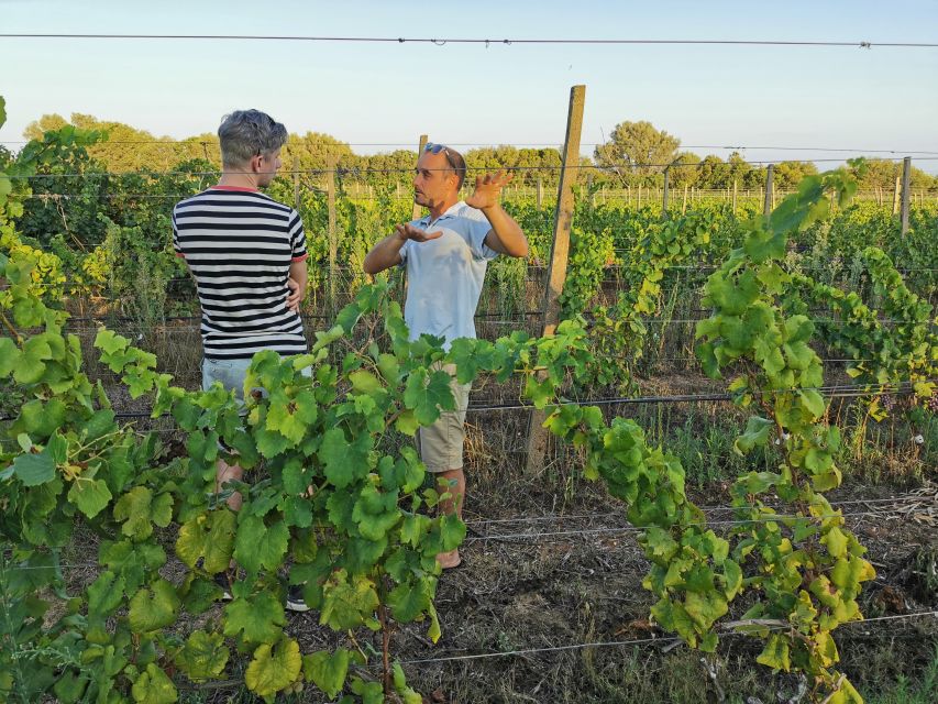 From Orosei: Archaeology, Wine Tasting & Landscapes Tour - Vineyard Experience