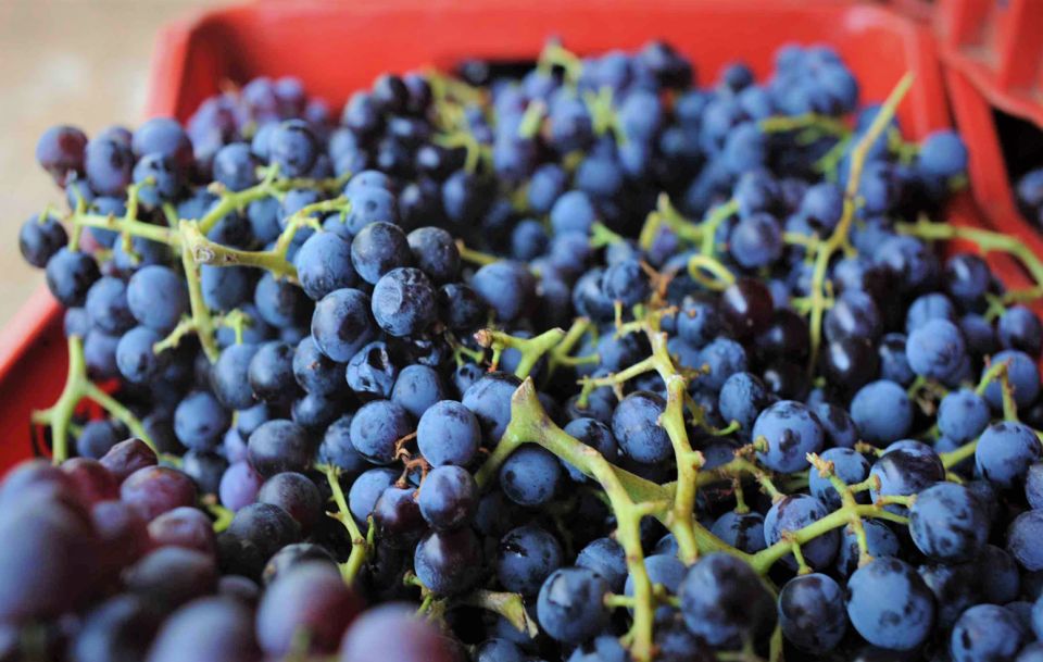 From Orosei: Archaeology, Wine Tasting & Landscapes Tour - Food and Wine Tasting