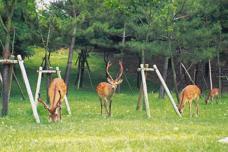 From Osaka: Guided Day Trip to Kyoto and Nara - Key Points