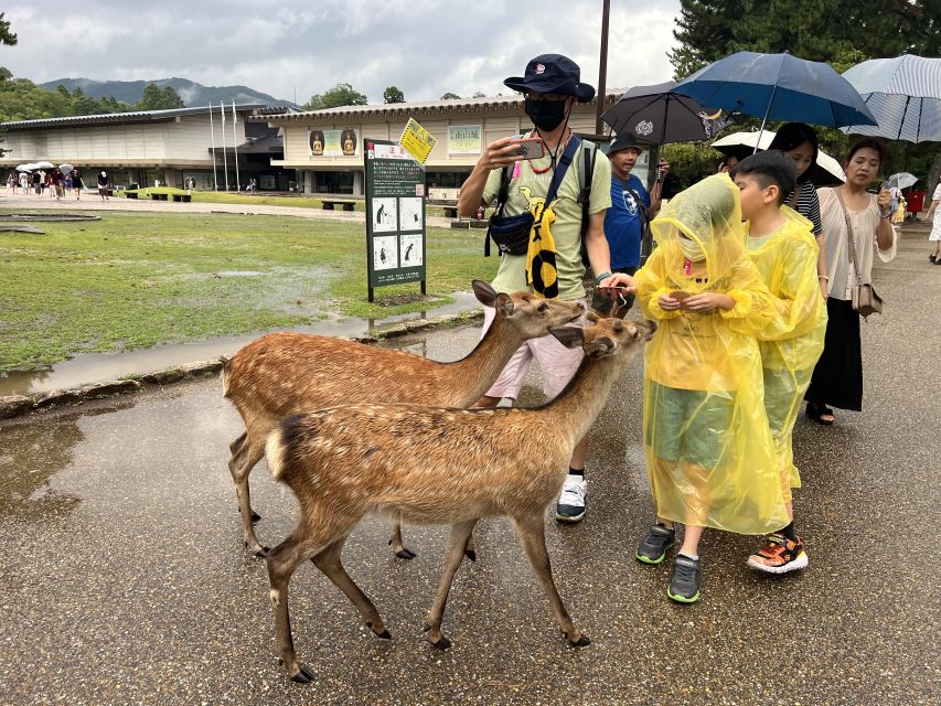 From Osaka/Kyoto: Kyoto & Nara Bus Tour With Kinkakuji Ticket - Two UNESCO World Heritage Sites