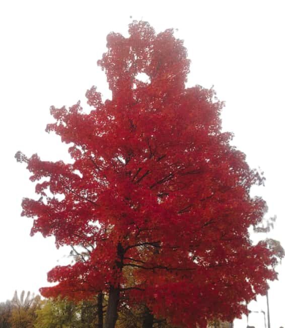 From Ottawa: Gatineau Park Fall Colors Guided Trip - Key Points