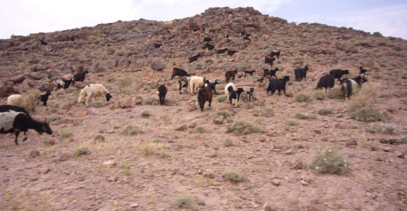 From Ouarzazate: 2-Day Erg Lihdoui and Mhamid Desert Tour - Transportation and Accessibility
