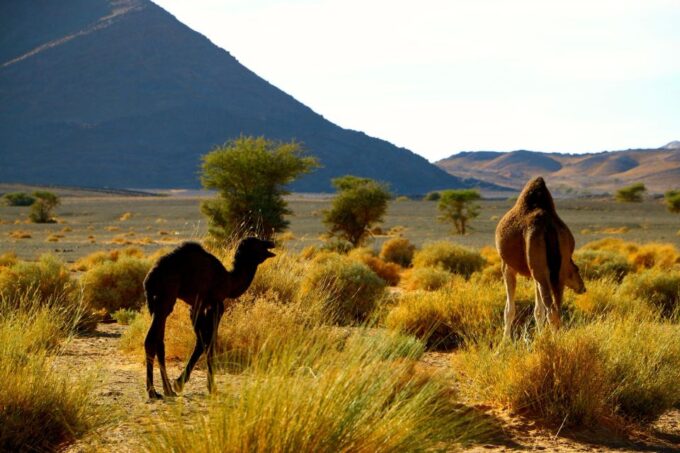 From Ouarzazate: Private 2-Day Merzouga Desert Tour - Visiting Kasbah Amridil