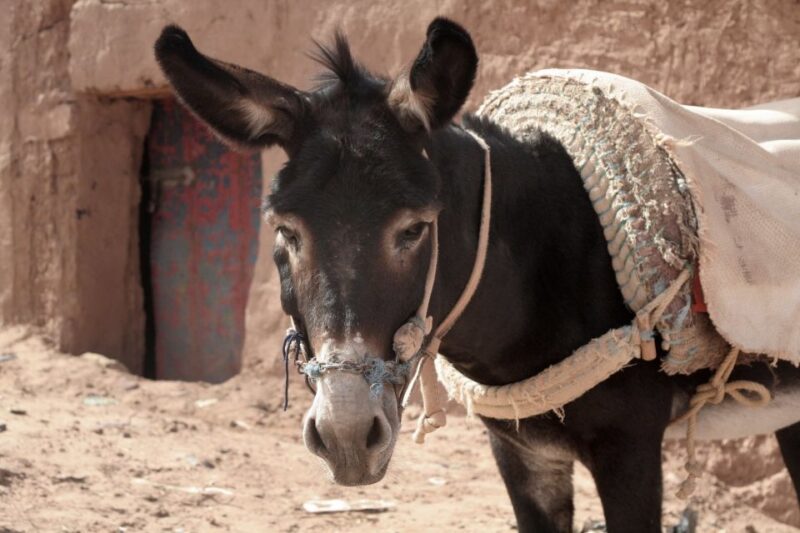 From Ouarzazate: Zagora and Draa Valley Day Tour - Transportation and Accessibility