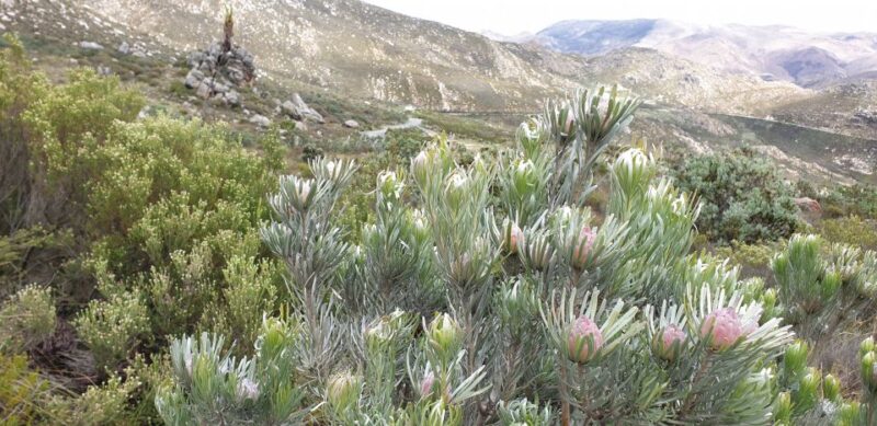 From Oudtshoorn: Full Day Swartberg Mountain Private Tour - Itinerary Highlights