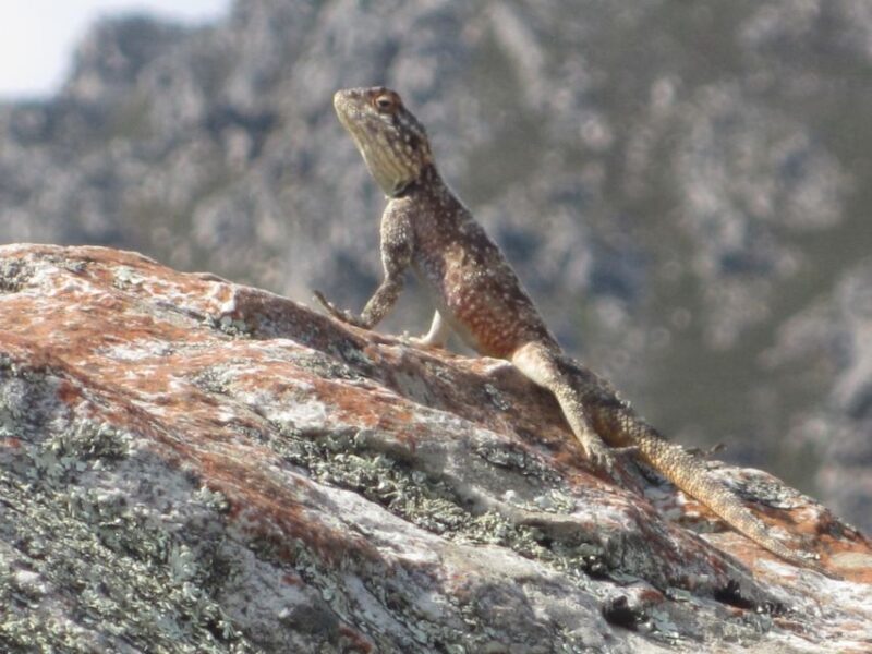 From Oudtshoorn: Full Day Swartberg Mountain Private Tour - Conservation and Learning Experience