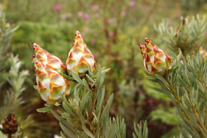 From Oudtshoorn: Full Day Swartberg Mountain Private Tour - Guided Tour and Lunch