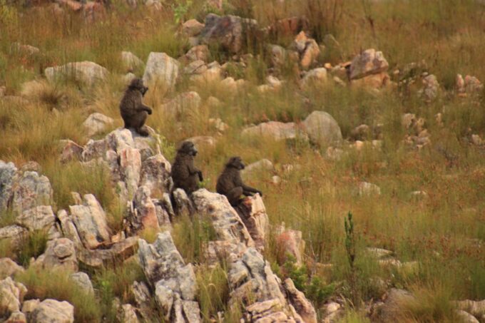 From Oudtshoorn: Full Day Swartberg Mountain Private Tour - Tour Inclusions and Recommendations