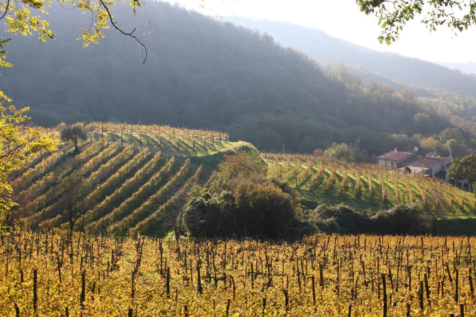 From Padua: Euganean Hills Guided Wine Tour With Tasting - Inclusions and Exclusions