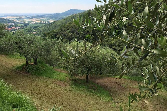 From Padua: Olive Oil & Wine in the Euganean Hills - Tour Reviews and Feedback