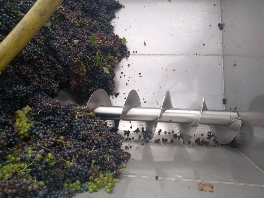 From Padua: Olive Oil & Wine in the Euganean Hills - Olive Oil Mill Visit