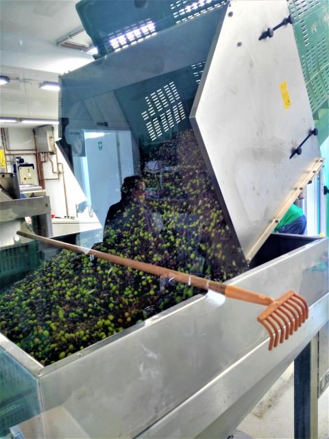 From Padua: Olive Oil & Wine in the Euganean Hills - Frequently Asked Questions