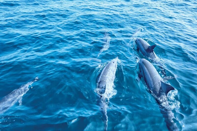 From Palma: 3-Hour Morning Dolphin Watching Boat Tour - Customer Ratings and Feedback