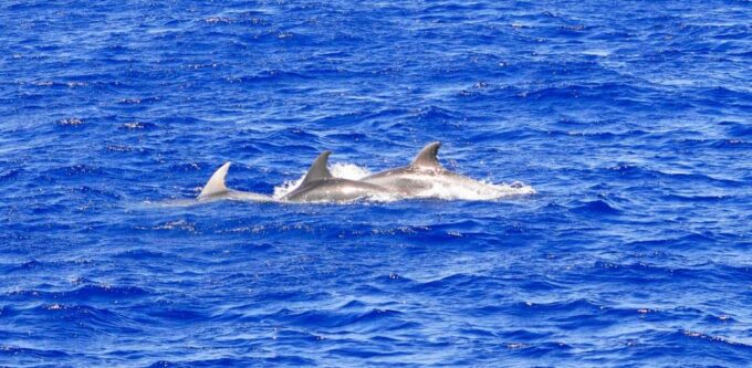 From Palma: 3-Hour Morning Dolphin Watching Boat Tour - Frequently Asked Questions