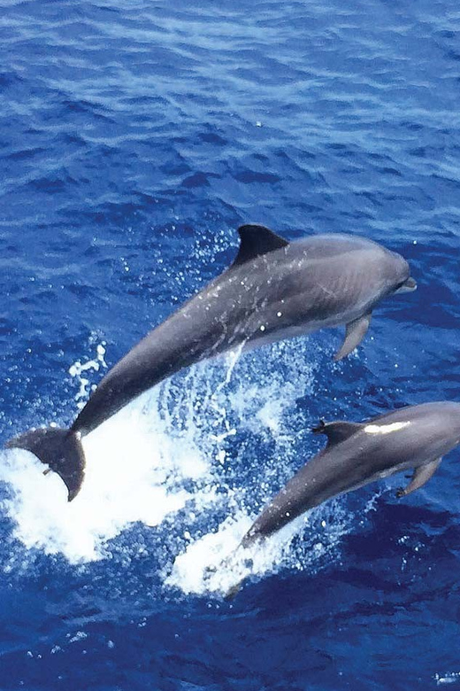 From Palma: Afternoon Dolphin-Watching Boat Tour - Meeting Points