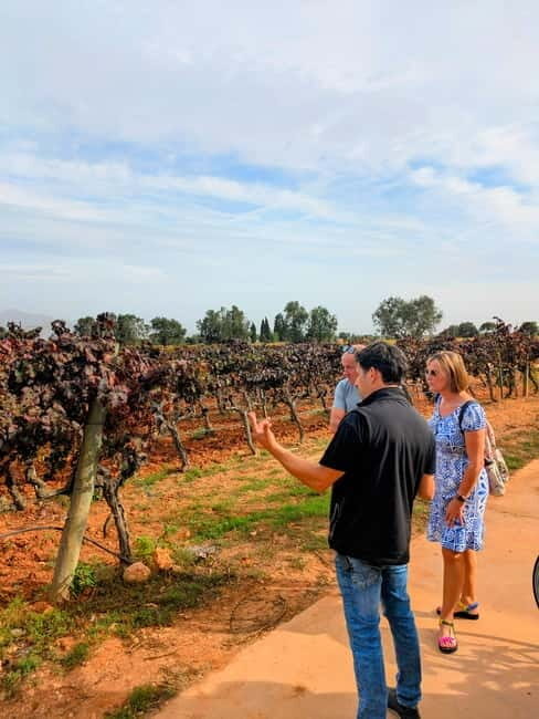 From Palma de Mallorca: Private Wine and Local Flavors Tour - Who Will Love This Tour?