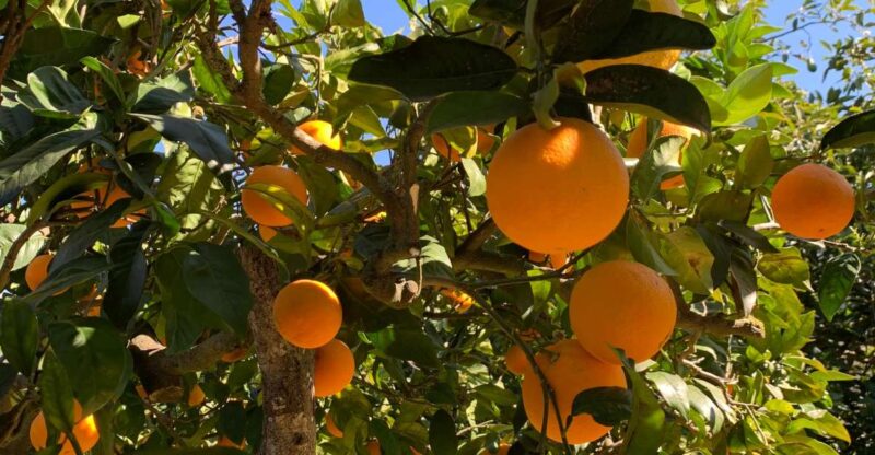 From Palma: Soller Valley Walk and Picnic in Orange Farm - Highlights