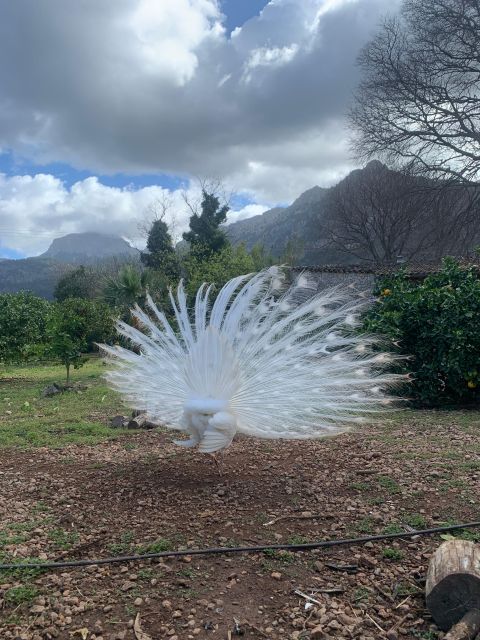 From Palma: Soller Valley Walk and Picnic in Orange Farm - Inclusions and Requirements