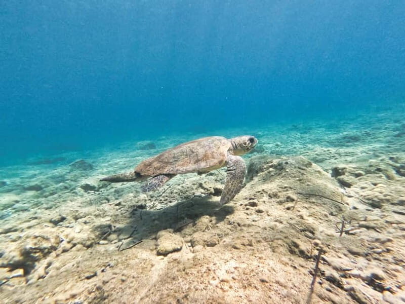 FROM PAPHOS: Snorkeling at Moulia Rocks (boat) - An Overview of the Experience