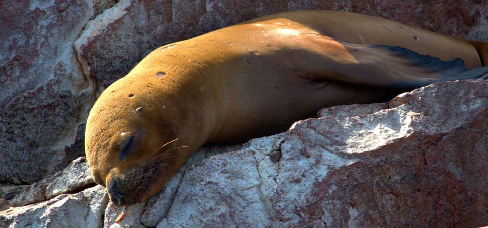 From Paraacas ||Ballestas Islands + Paracas National Reserve - Key Points