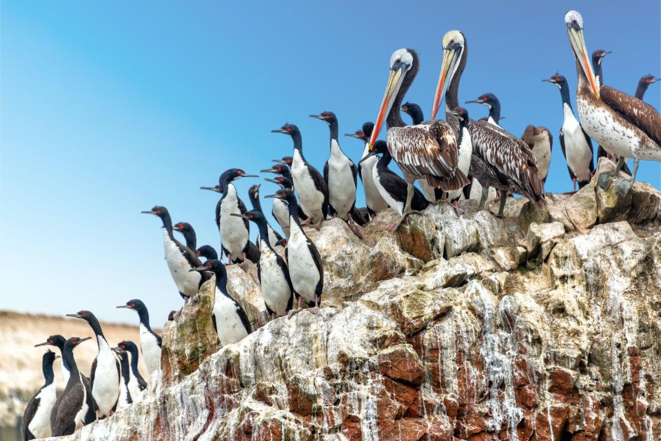From Paraacas ||Ballestas Islands + Paracas National Reserve - What to Bring